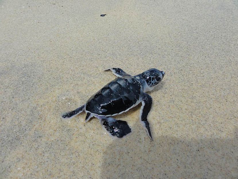 图示：小海龟奋力地往大海爬去。