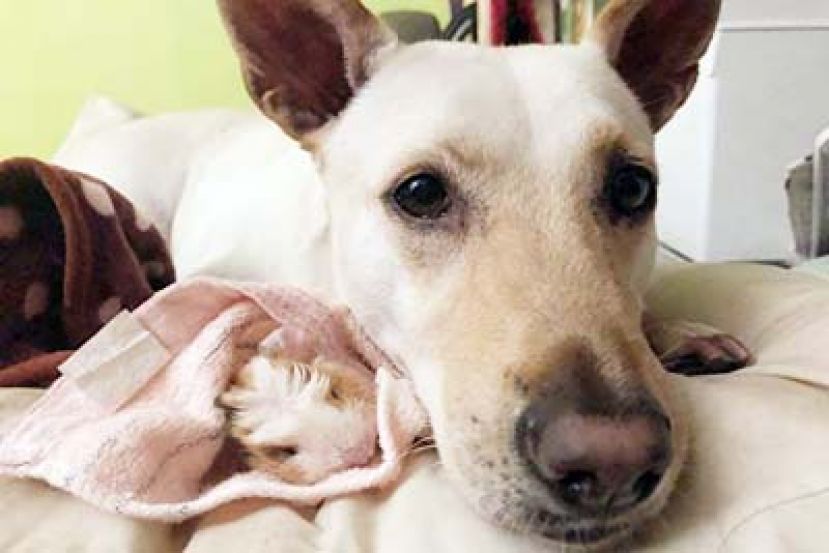 &ldquo;电脑断层&rdquo;揪病灶 毛小孩享精准医疗