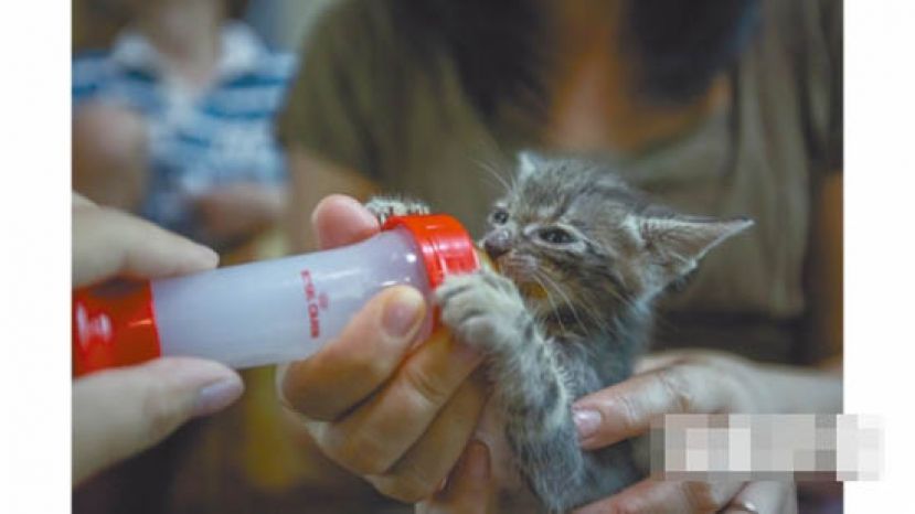 喂奶时，要留意小猫饮奶会否过急。
