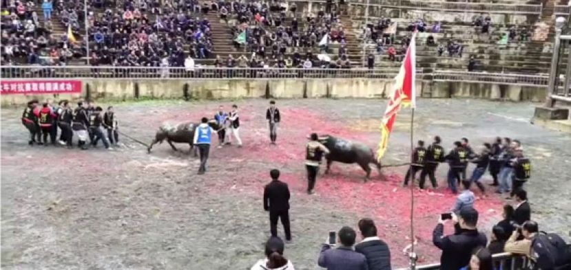 贵州一斗牛场最多可容纳5万观众观战  堪称亚洲第一大