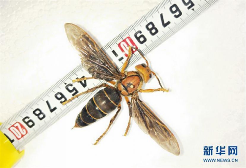 图示：体长超过6厘米的中国大虎头蜂个体标本。