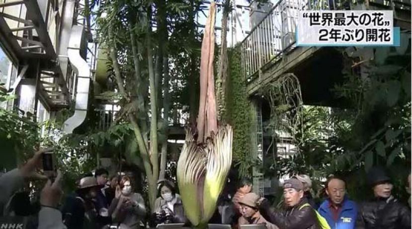 日本筑波市植物园的巨花魔芋时隔两年再次绽放。