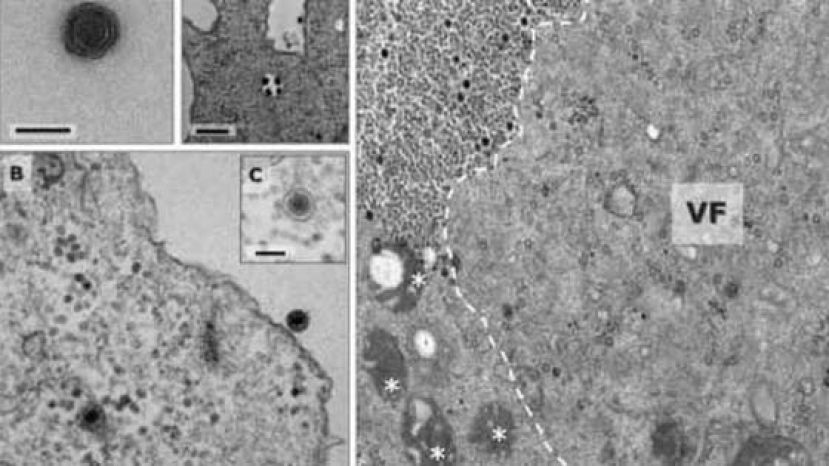科学家在巴西人造湖发现的新种病毒&ldquo;雅拉病毒&rdquo;，目前公开的8500种基因组几乎没有办法和它配对。
