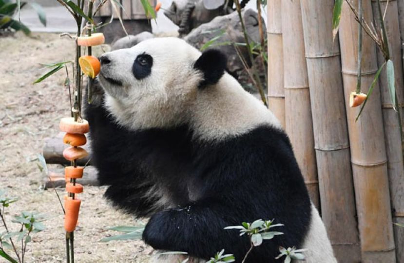成都大熊猫基地办新春丰容活动  水果&ldquo;糖葫芦&rdquo;插满地