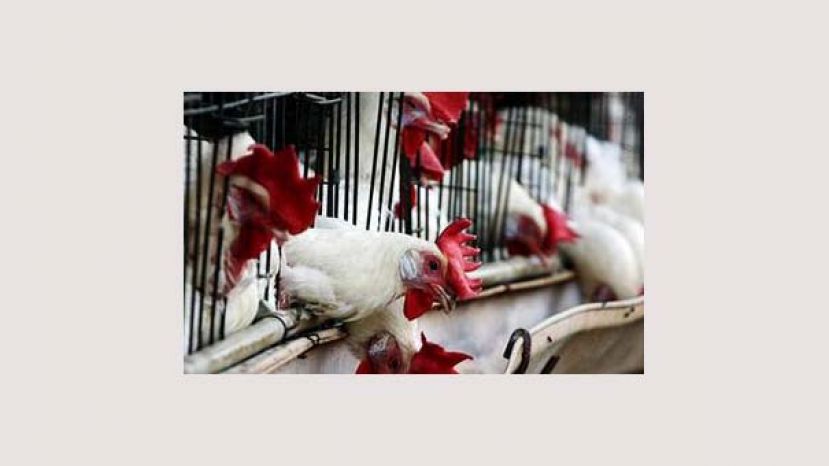越南和沙特阿拉伯爆发禽流感疫情 大批家禽被宰杀