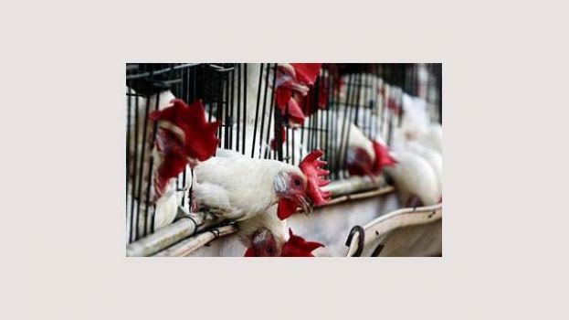 越南和沙特阿拉伯爆发禽流感疫情 大批家禽被宰杀