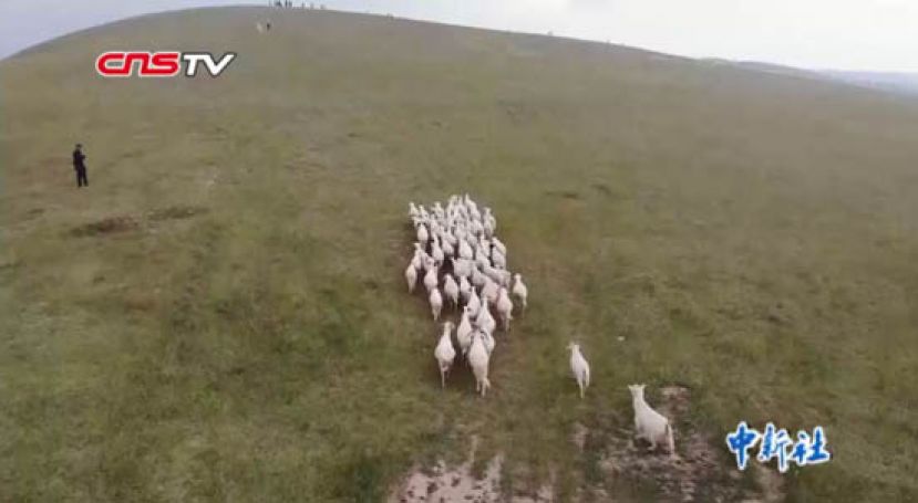 甘肃环县沟壑养羊记：&ldquo;窑洞+运动场&rdquo;变废为宝