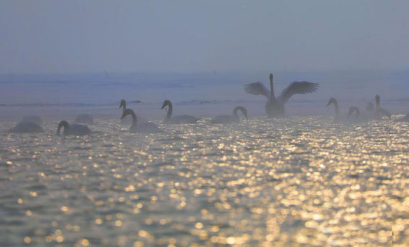 冰雪、飞禽勾勒中国内陆最大咸水湖青海湖冬日&ldquo;水墨画&rdquo;