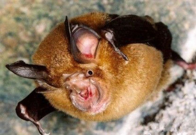 新冠肺炎与菊头蝠存在关联。