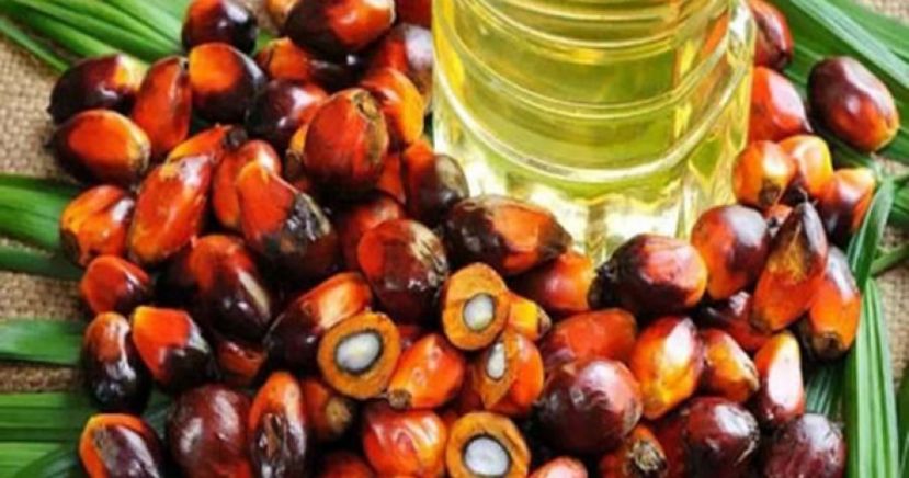 希盟在开倒车  启发学生思维，应是取代&ldquo;填鸭式&rdquo;教育的大方向！