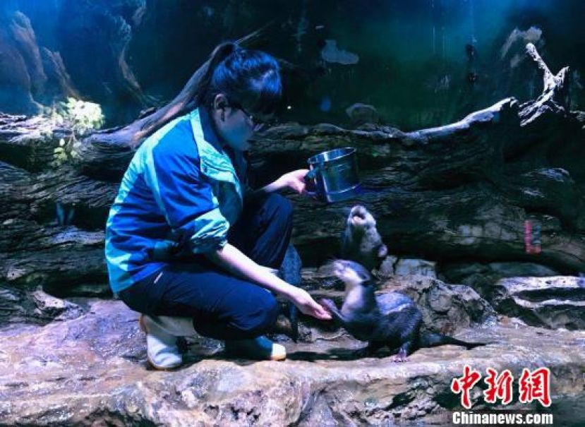 &ldquo;90后&rdquo;女驯养师于雅丽投喂水獭。