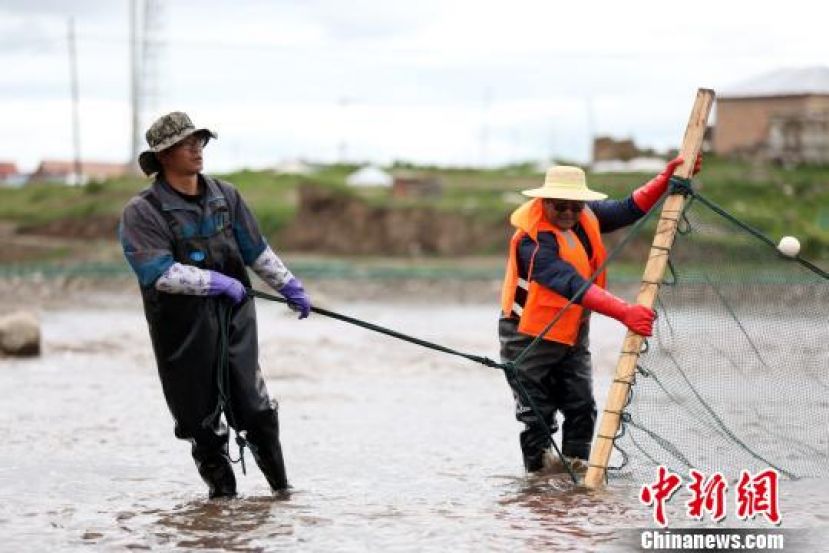 青海湖裸鲤&ldquo;助产师&rdquo;在河道中捕捉性腺发育成熟的雌雄裸鲤。