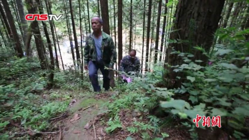 湖南永州一家三代林海哨兵 接力呵护青山一片