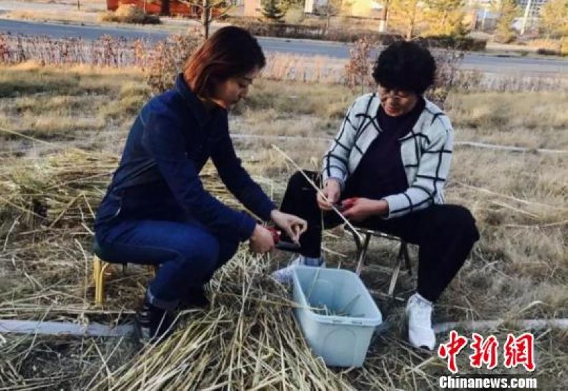 杨丽丽（左一）在田间修剪麨诒。