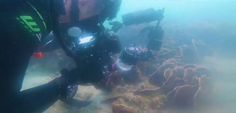 海洋保育组织BLOOM Association Hong Kong由2014年开始于香港东面水域进行珊瑚鱼普查，同时在网上设立&ldquo;114&deg;E珊瑚鱼普查&rdquo;资料库免费供公众查阅。