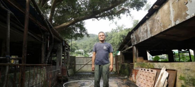 卢荫强在港经营猪场五十多年，非常熟悉本地猪发展。