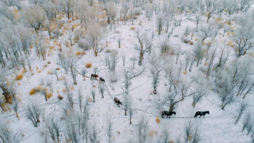 图示：冬日的胡杨好似从远古而来的智者，携着厚重的素雅、古朴的人文气息一路走来，褪去繁华归于沉寂，永远驻留在这片神奇的土地上变成永恒。