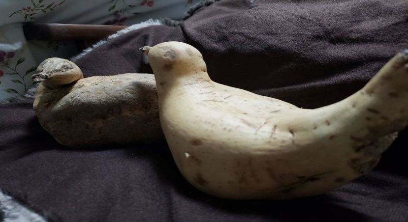 推特网友在自家田里发现的这两个马铃薯，因为形状有趣，在网路上形成话题。