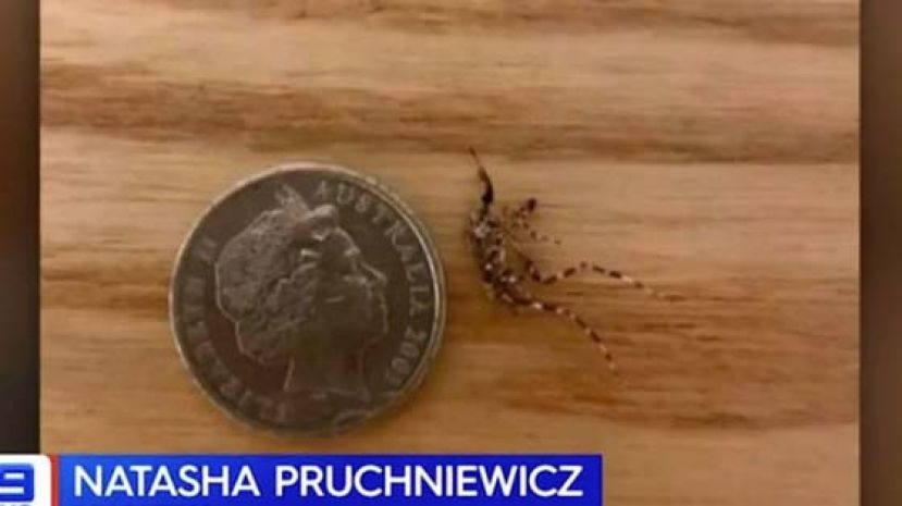 象蚊是一般蚊子体型的五倍大。