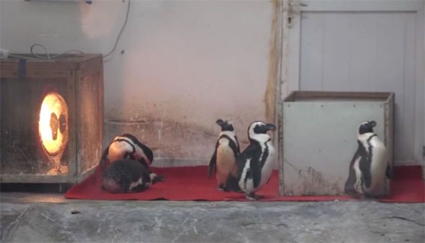 图示：成都动物园馆里的五只企鹅正在烤火。