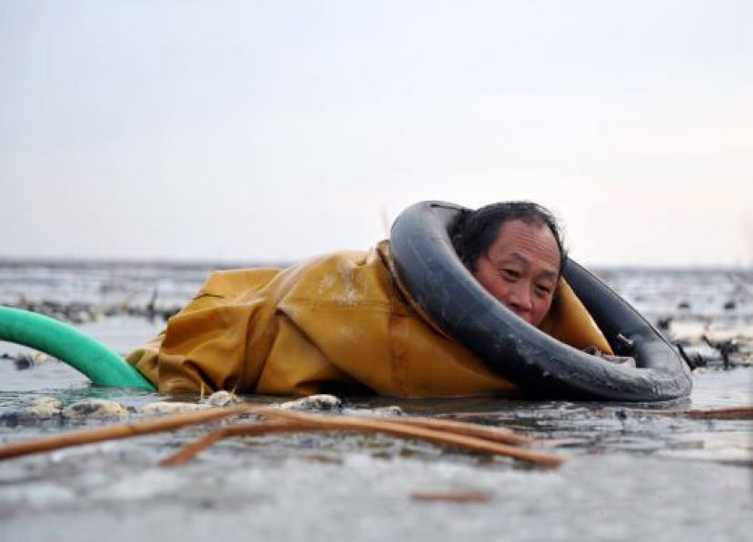图示：挖藕人正在挖藕。