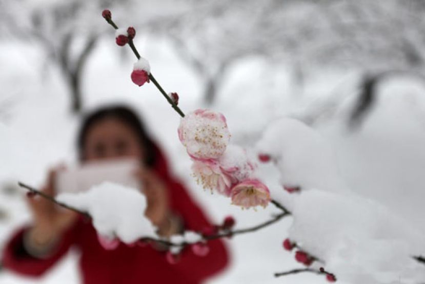 银装素裹赏雪梅  傲雪红梅花更艳