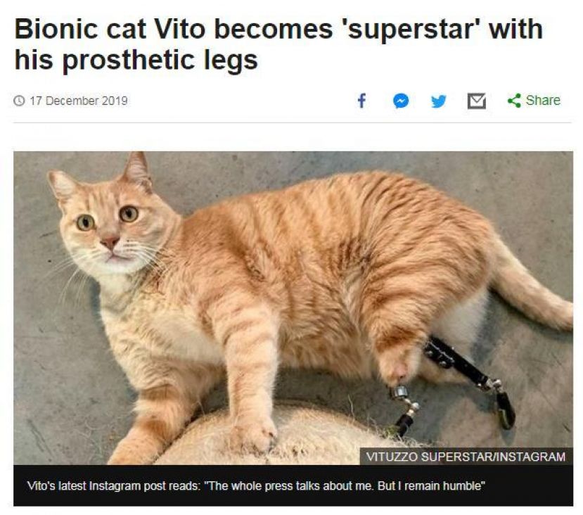 一只6岁大的意大利橘猫装义肢获新生。