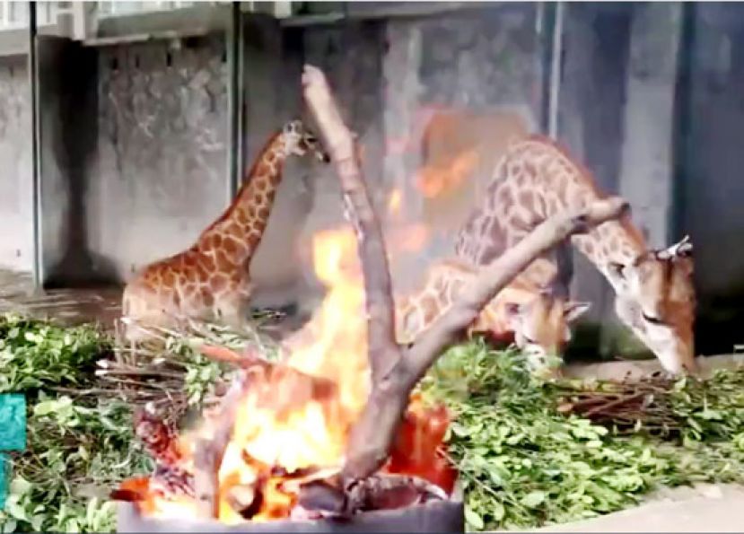 长颈鹿的暖冬生活：边烤火边吃草