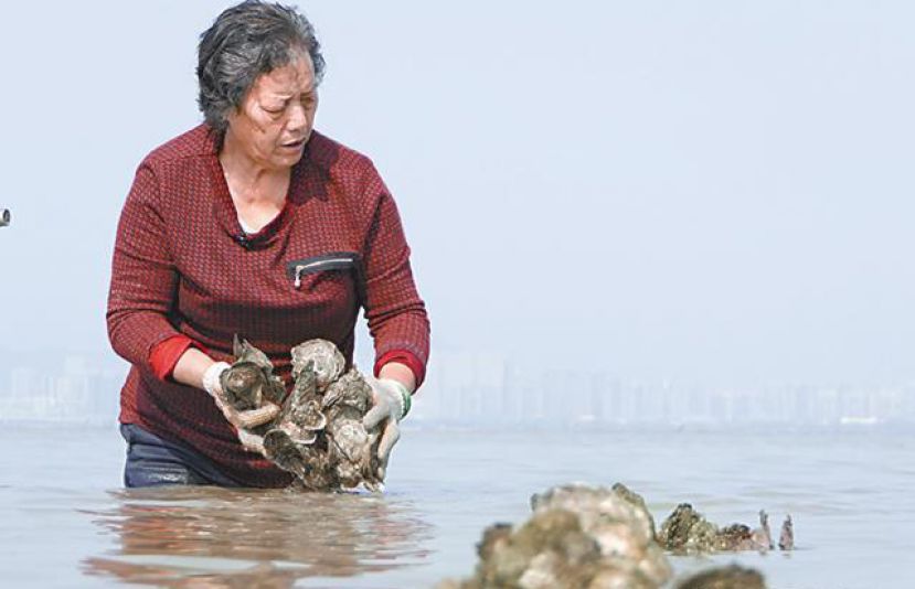 现年70岁的祥嫂是少数仍采用传统方法采蚝的蚝民。