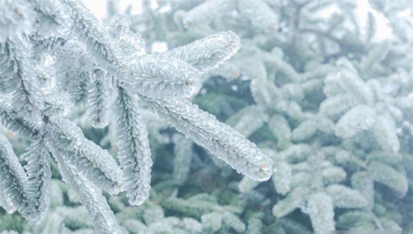 江西庐山现雨淞景观 银枝玉叶如琉璃世界