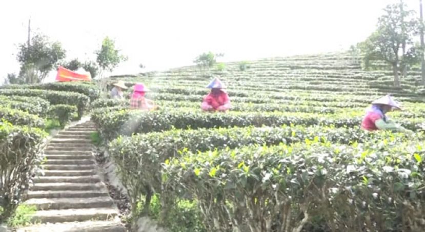 海南&ldquo;早春茶&rdquo;开采  国内外游客慕名前来品茗