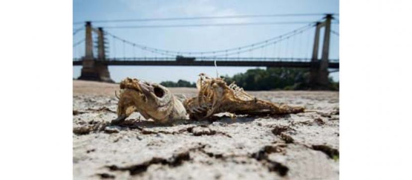 资料图：当地时间2019年7月24日，法国西部Montjean-sur-Loire，由于夏季热浪侵袭，卢瓦尔河水位持续下降，河床干涸龟裂。