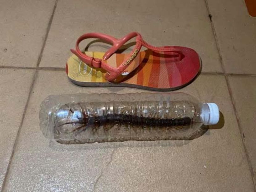 有台湾网友住酒店惊见蜈蚣&ldquo;跟鞋一样大&rdquo;。