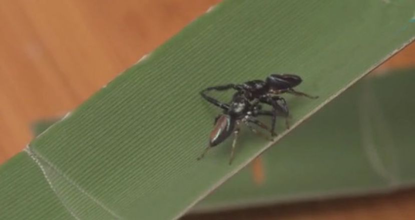 每年办金丝猫比赛  协办人：大叔的浪漫