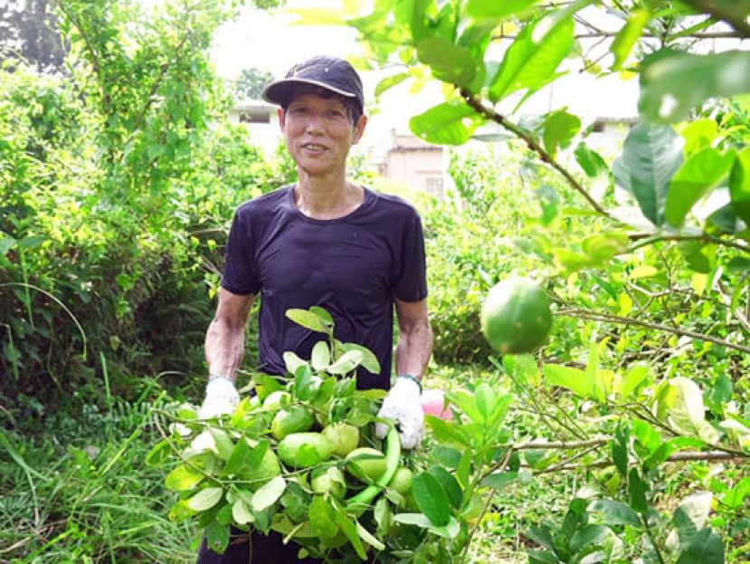 家私厂老板转行种港产柠檬