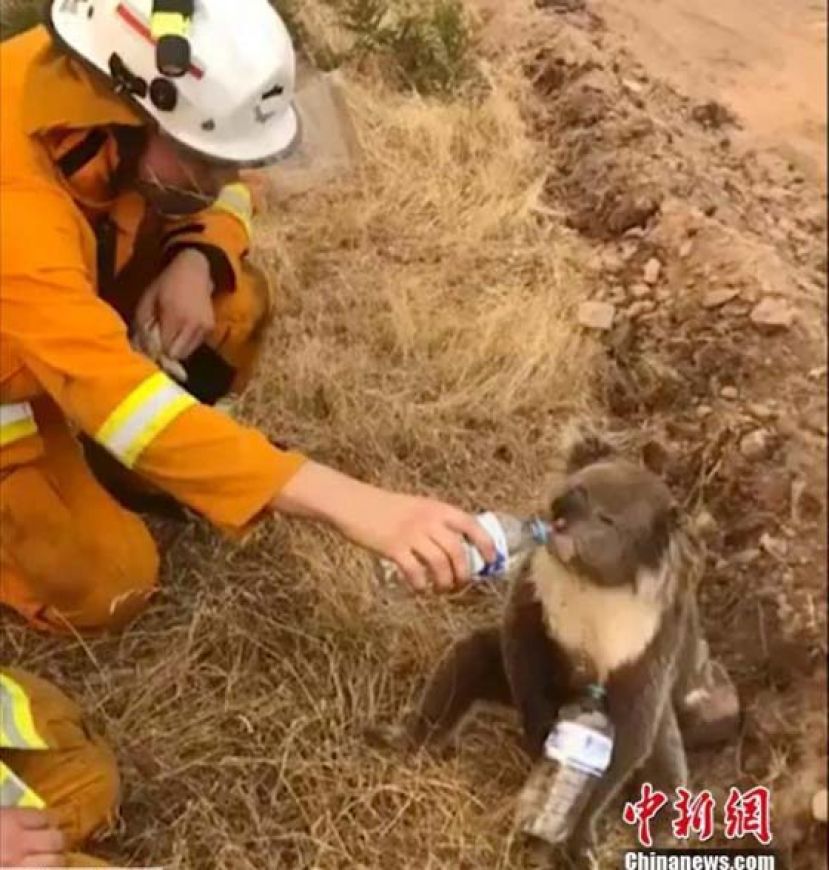 当地时间12月22日，澳洲一位消防员被拍到正在给干渴的考拉喂水喝。