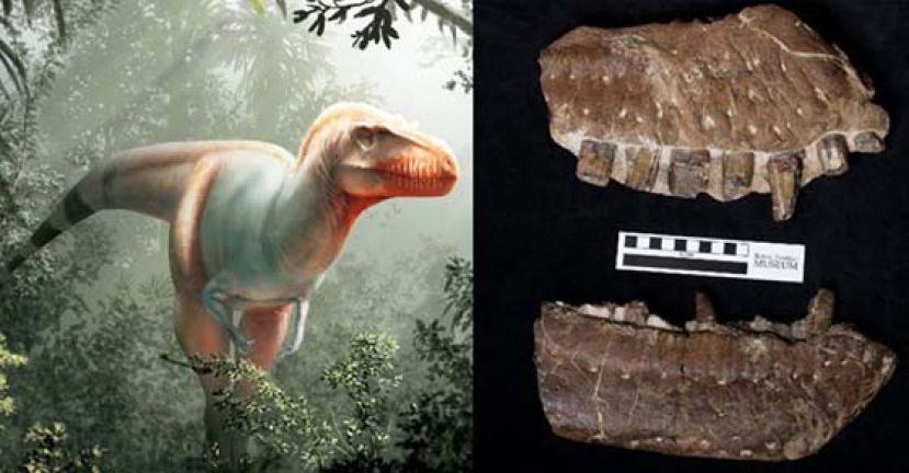 据悉，这是加拿大50年来首次发现新的暴龙物种。