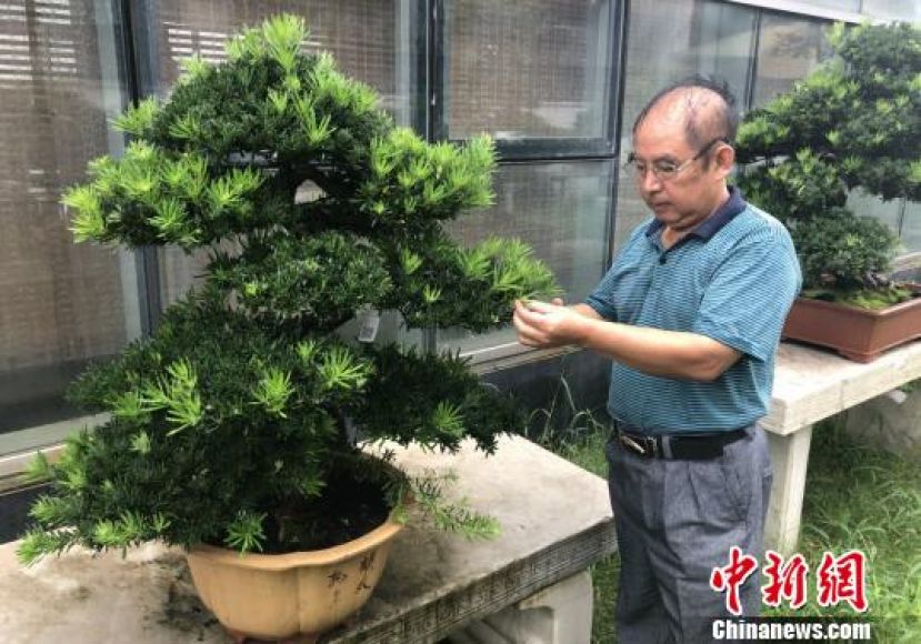 如派盆景大师王如生在修剪盆景。