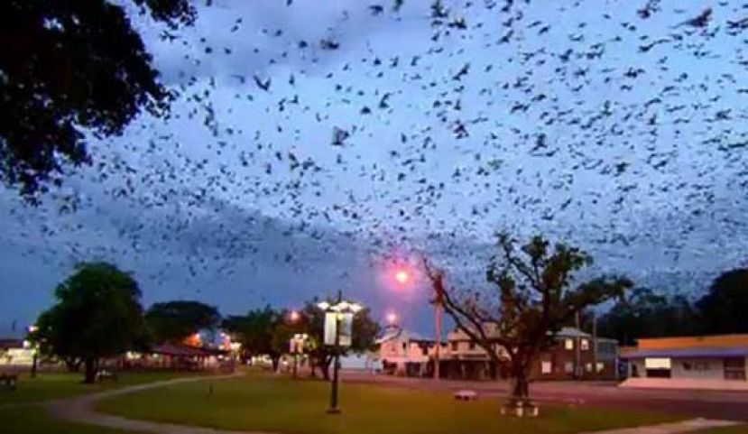 澳洲城镇蝙蝠来袭。