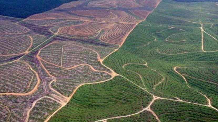 印尼有大片土地种植棕榈树。