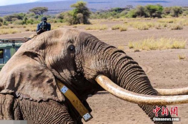 2016年拍摄的&ldquo;蒂姆&rdquo;资料图。