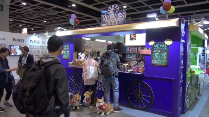 2019年香港宠物节开幕  宠物出国游不是梦