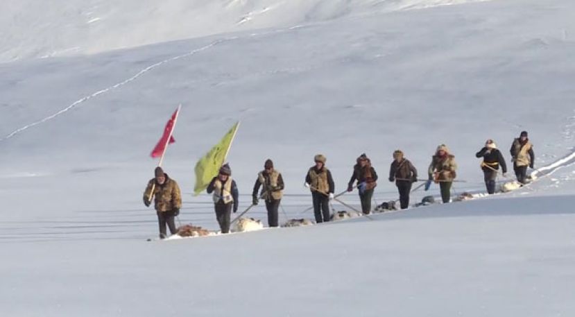 新疆牧民踩万年历史古老毛皮滑雪板  11天300余公里穿越阿尔泰山