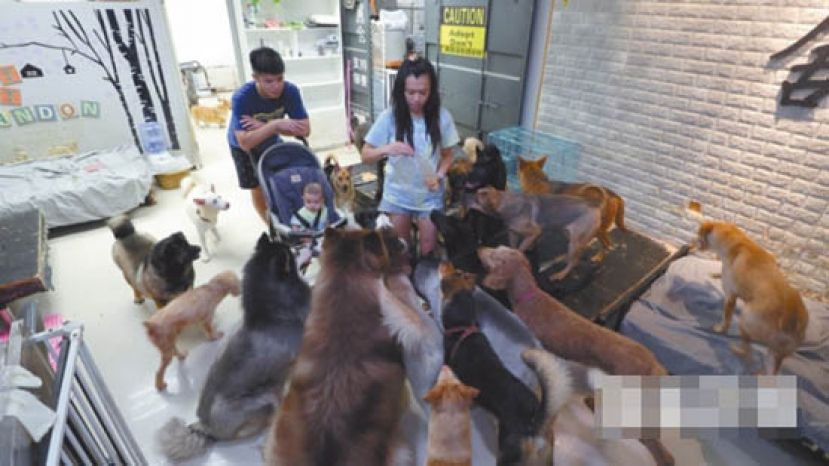 Iris开设fb专页&ldquo;嚣屎哥&rdquo;，亦是宠物美容店老板，暂养很多被遗弃的狗只，奕霖对每天&ldquo;被狗围&rdquo;已习以为常。