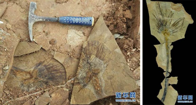 图示：中国科学院在第二次青藏高原综合科考时，科考队在藏北伦坡拉盆地距今约2500万年的地层中采集到的叶片化石。