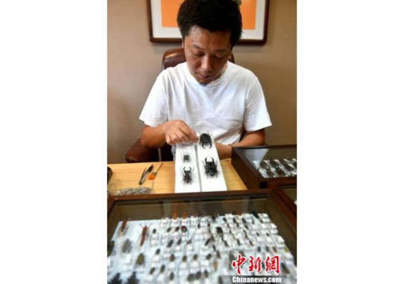 福建昆虫玩家刘鹏宇正细致地将一根根昆虫针拔下。