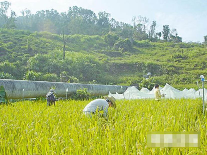 图示：锦田这片四万尺农田，种植稻米及各种蔬果，由一群假日农夫打理。