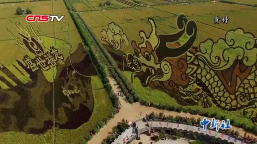 探访沈阳&ldquo;稻梦空间&rdquo; 揭秘巨幅稻田画如何制作