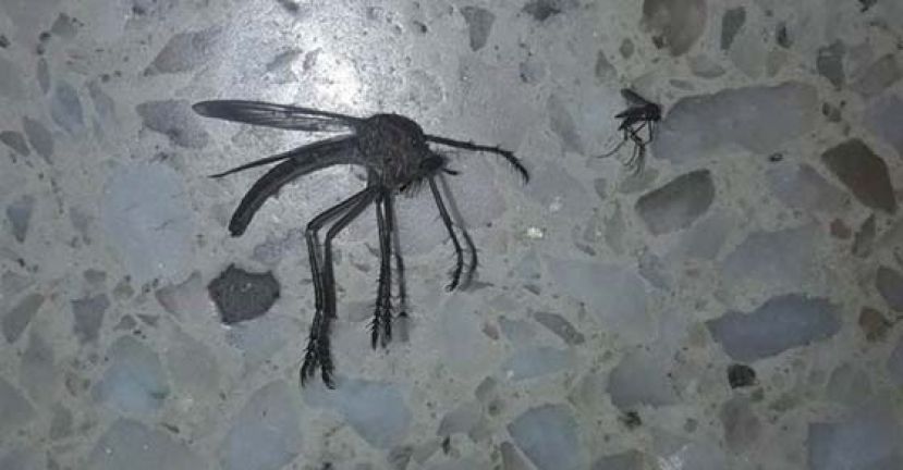 巨蚊（左）与普通蚊（右）相比，还真的不是一般的&ldquo;大&rdquo;。