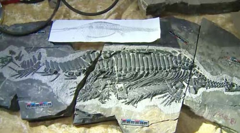 探访&ldquo;中国化石第一村&rdquo;落星村： 古化石带来&ldquo;新生机&rdquo;